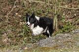 BORDER COLLIE 850